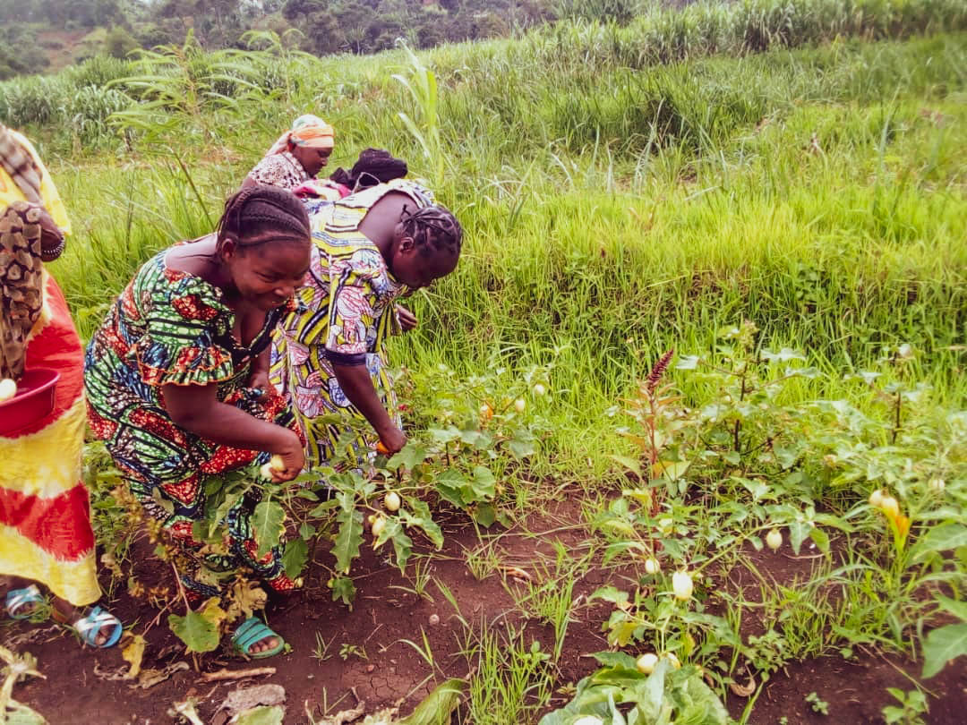 RAPPORT FINAL DE MISE EN OEUVRE DU PROJECT D’APPUI A LA PRODUCTION LOCALE DES PRODUITS ALIMENTAIRES D’URGENCE DANS LES TERRITOIRES DE KABARE ET WALUNGU AU SUD-KIVU (Consortium Ecos – Cosic)